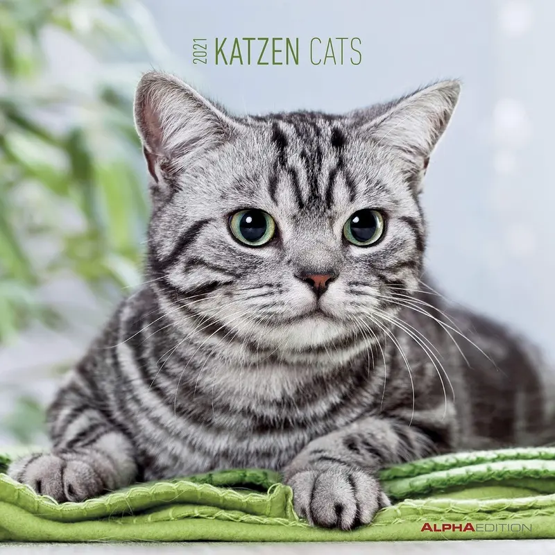 Katzen 2021 Broschrenkalender