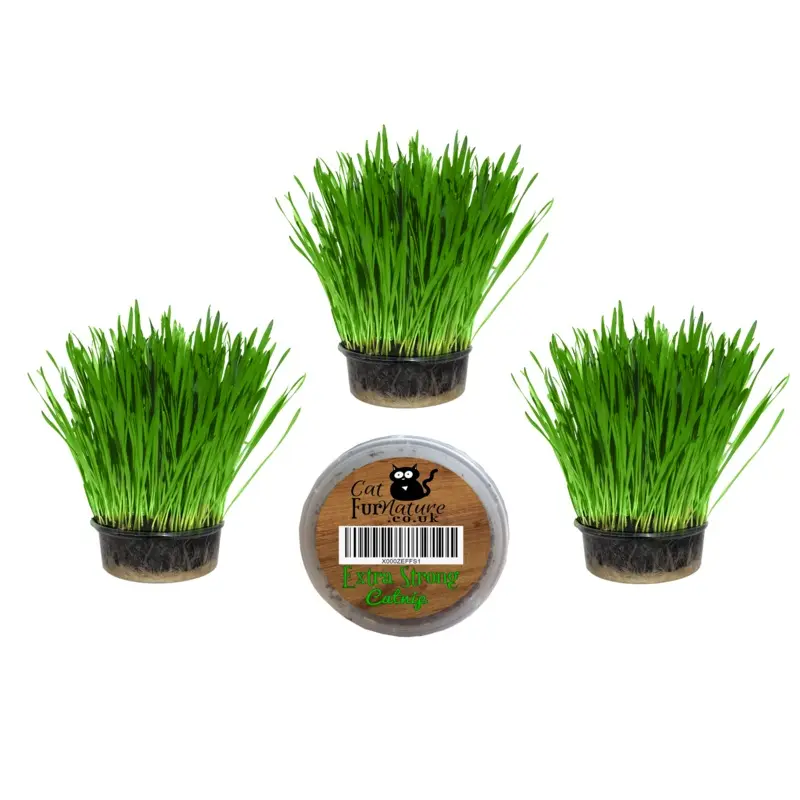 Cat Grass Kits x3 and Extra Strong Catnip x1 By Cat FurNature
