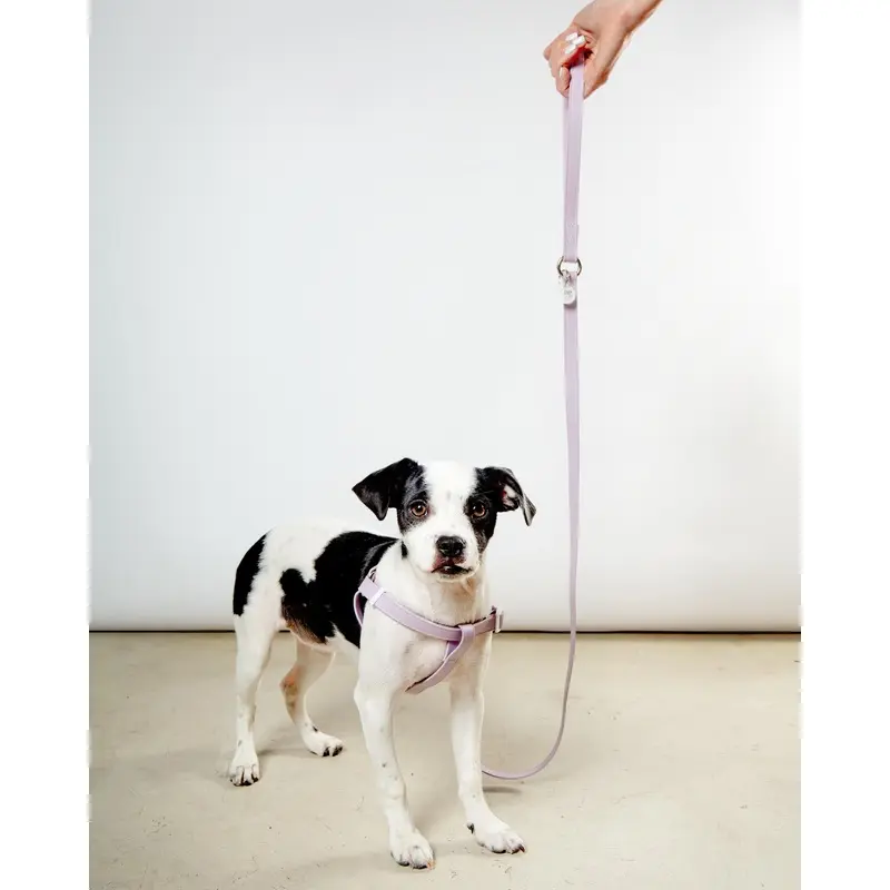 A Walk in the Park Dog Leash in Lilac (Made in the USA)
