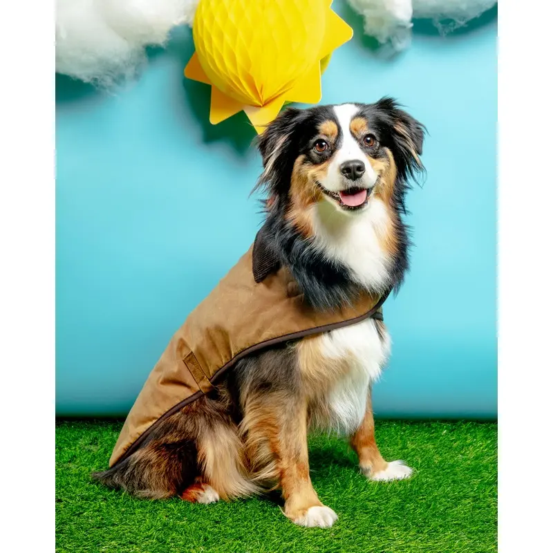 Wax Cotton All Weather Dog Jacket in Beige (FINAL SALE)