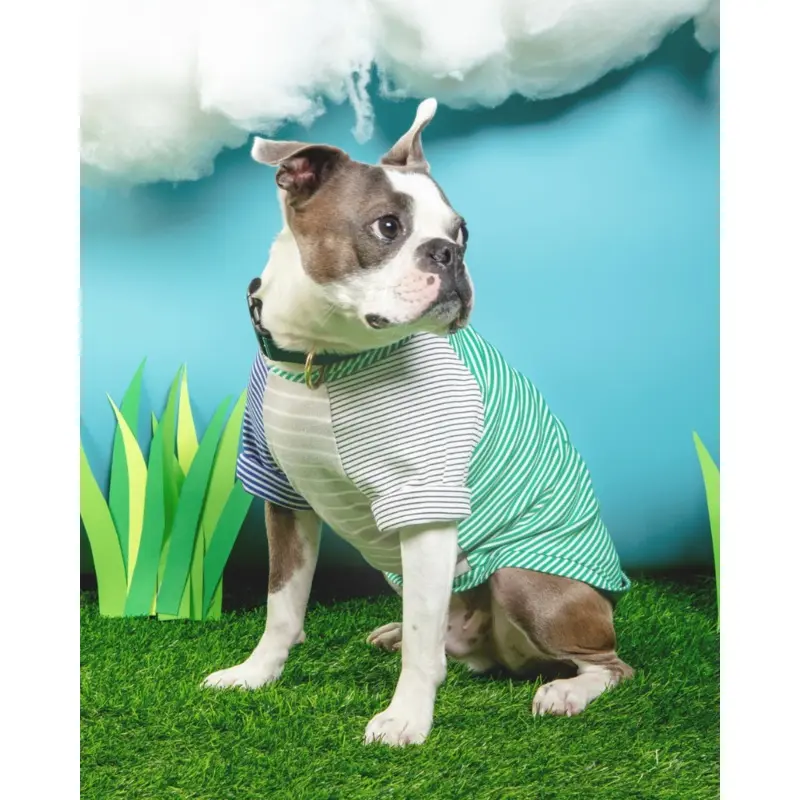 Green & White Striped Dog T-Shirt (Made in the USA)