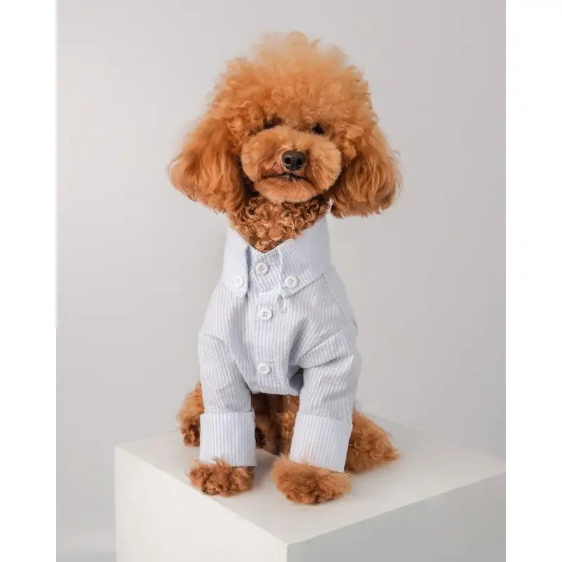 Slim Fit Organic Cotton Button Down Dog Shirt in Striped Blue (FINAL SALE)