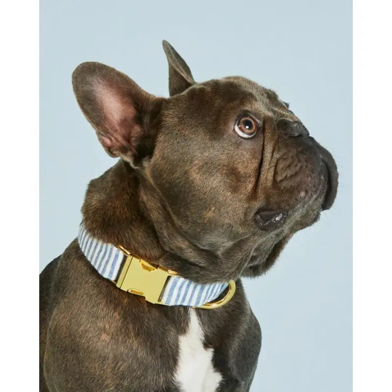 Lake Blue Stripe Spring Dog Collar