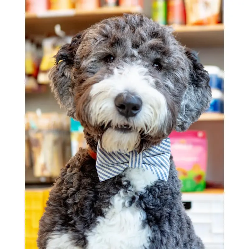 Lake Blue Stripe Spring Dog Bow Tie (Made in the USA)
