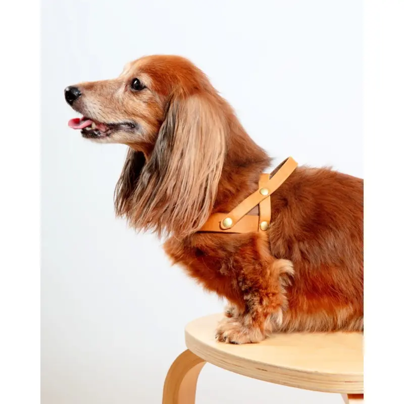 Butter Leather Dog Harness in Sahara Cognac (Made in Austria)