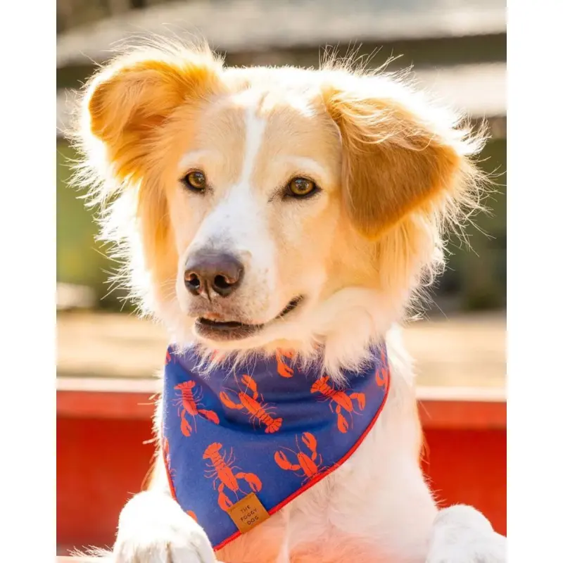 Catch of the Day Navy Dog Bandana (Made in the USA)