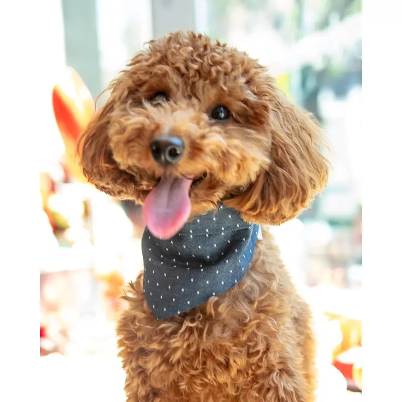Denim Polka Dot Bandana (FINAL SALE)