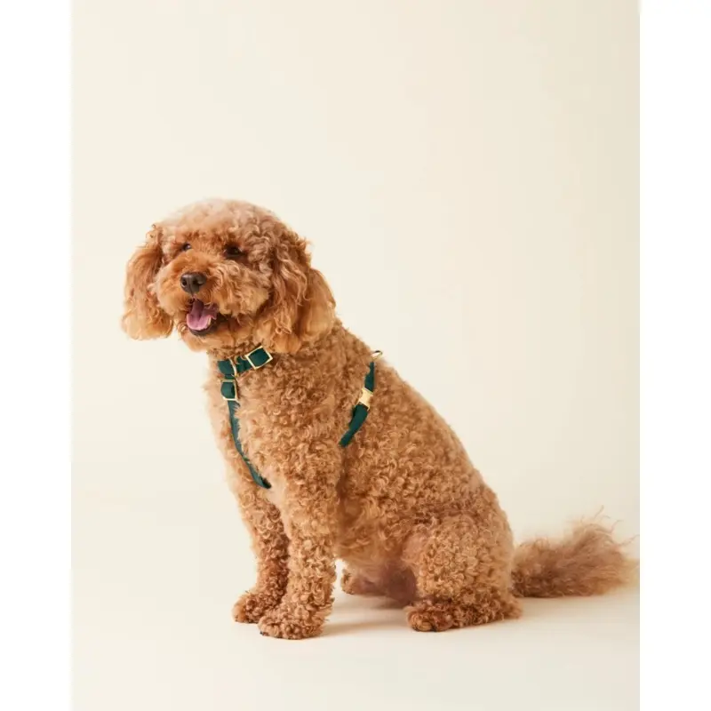 Evergreen Dog Harness (FINAL SALE)