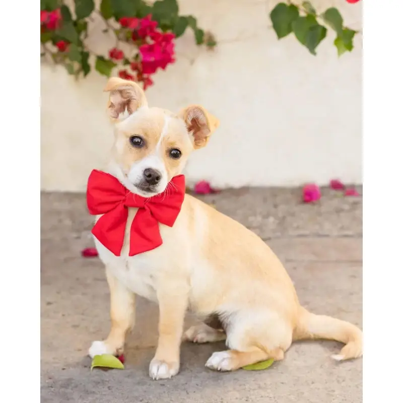Ruby Lady Dog Bow