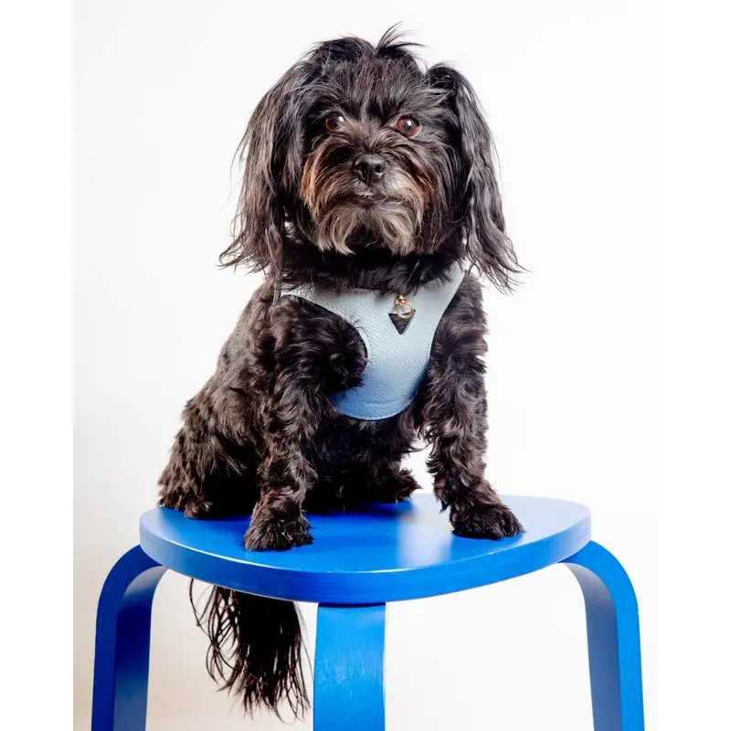 Juno Leather Dog Harness in Sky Blue (Made in Italy) (FINAL SALE)