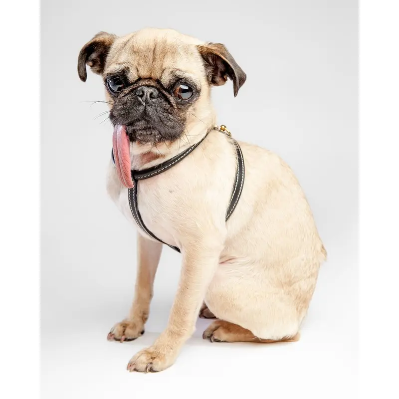 Italian Leather Dog Harness in Classic Black