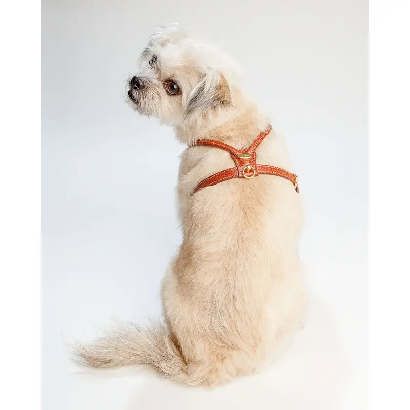 Italian Leather Dog Harness in Luggage Brown