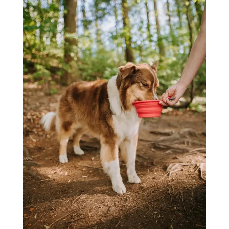 Silicone Collapsible Dog Bowls