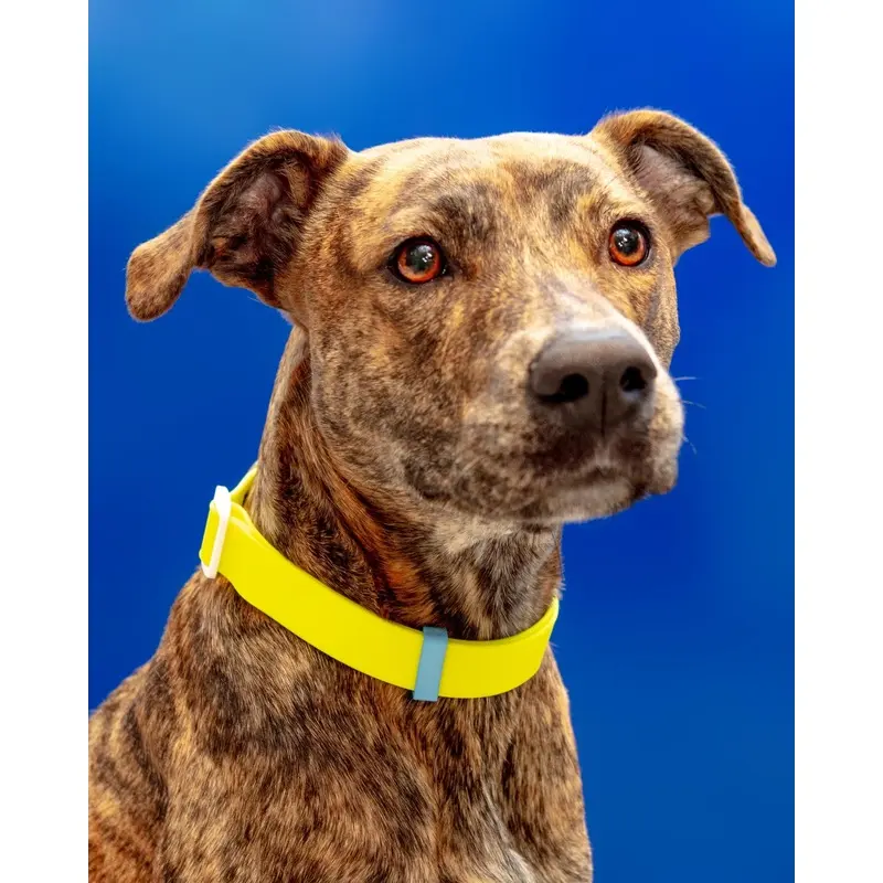 A Walk in the Park Dog Collar in Neon Yellow (Made in the USA)