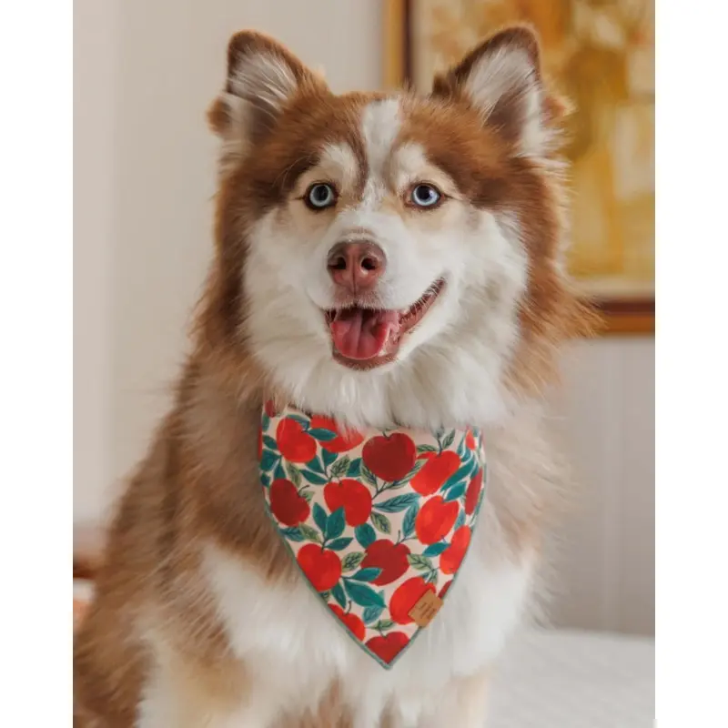 Apple of My Eye Dog Bandana (Made in the USA) (FINAL SALE)