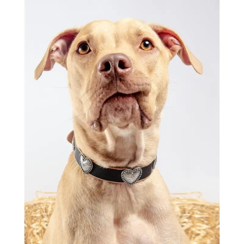 Genuine Distressed Leather Dog Collar with Heart Conchos