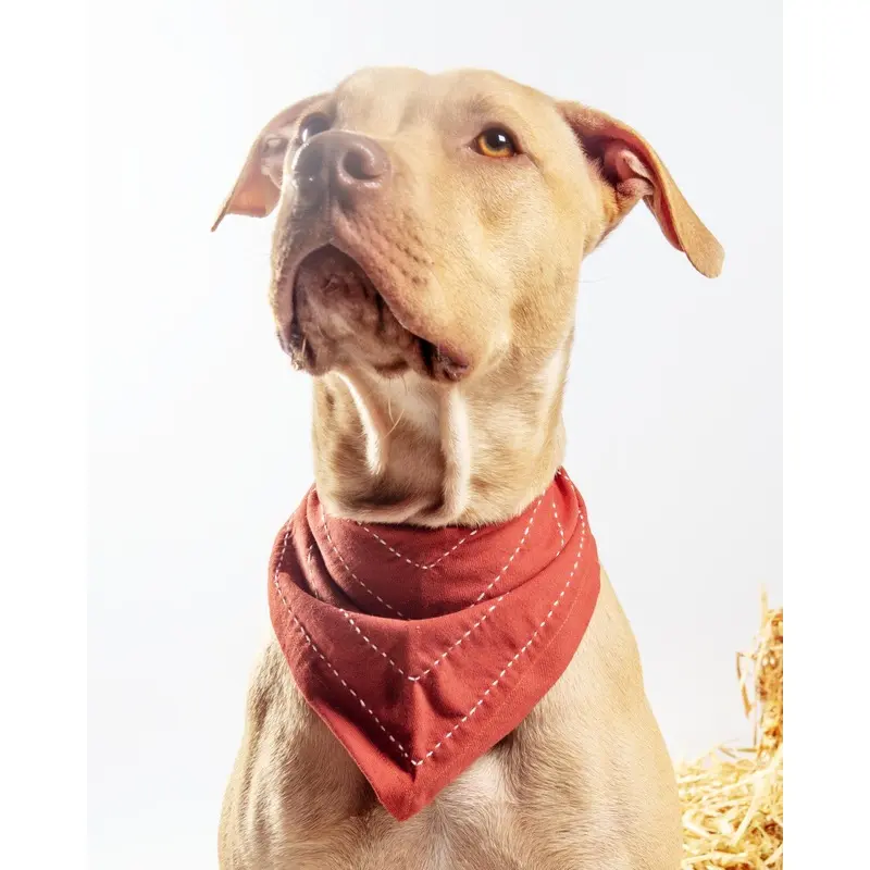 Arrow Dog Bandana in Rust (FW24LO)