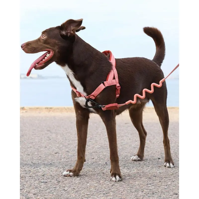 SofterWalk No-Pull Dog Harness in Canyon (FINAL SALE)