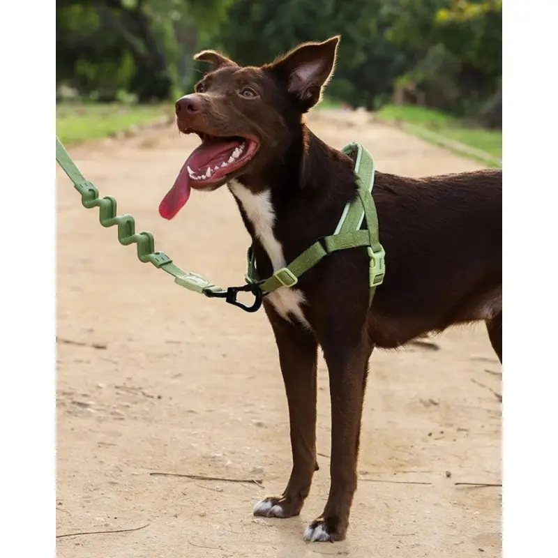 SofterWalk No-Pull Dog Harness in Moss (FINAL SALE)