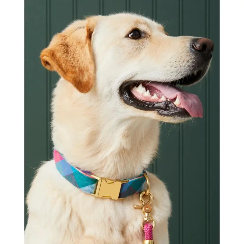 Color Pop Flannel Dog Collar (Made in the USA)