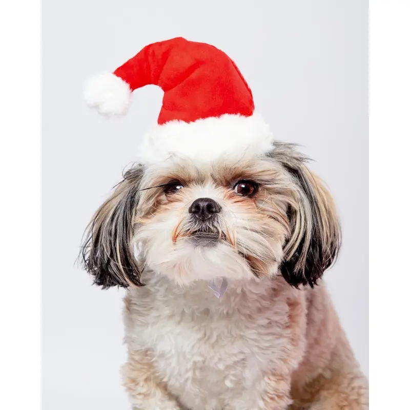 HoHoHo Santa Party Hat + Play Toy for Dogs