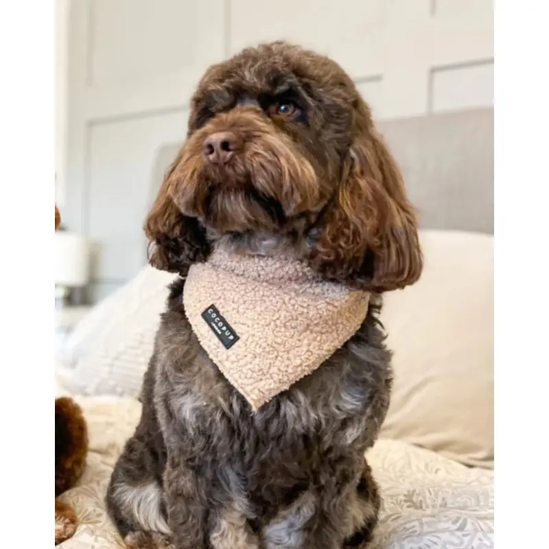Teddy Dog Bandana (20x20")