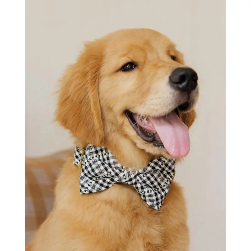 HTH x TFD Soho Dog Bow Tie (Made in the USA) (FINAL SALE)