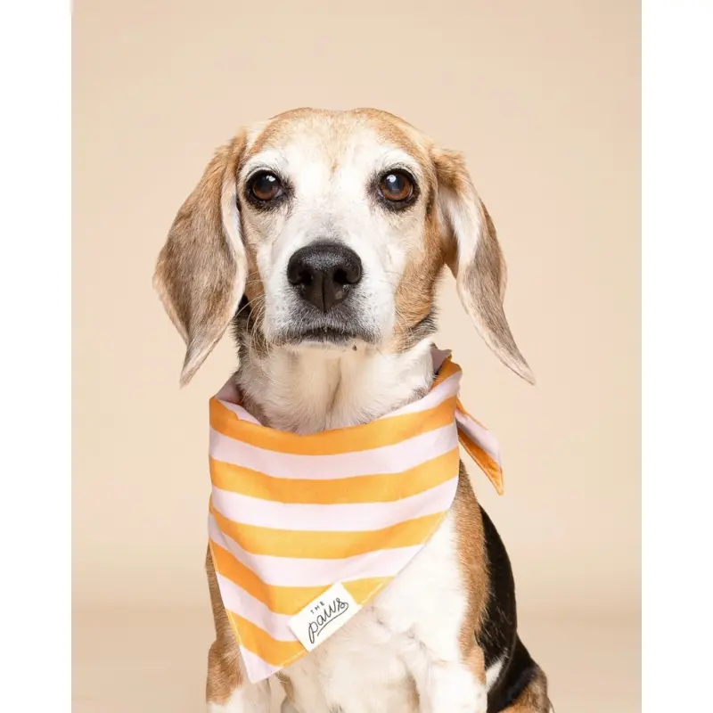 Nusa Striped Dog Bandana