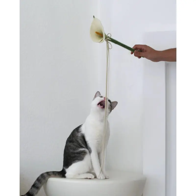 Calla Lily Flora Wand Cat Toy (17" inch)