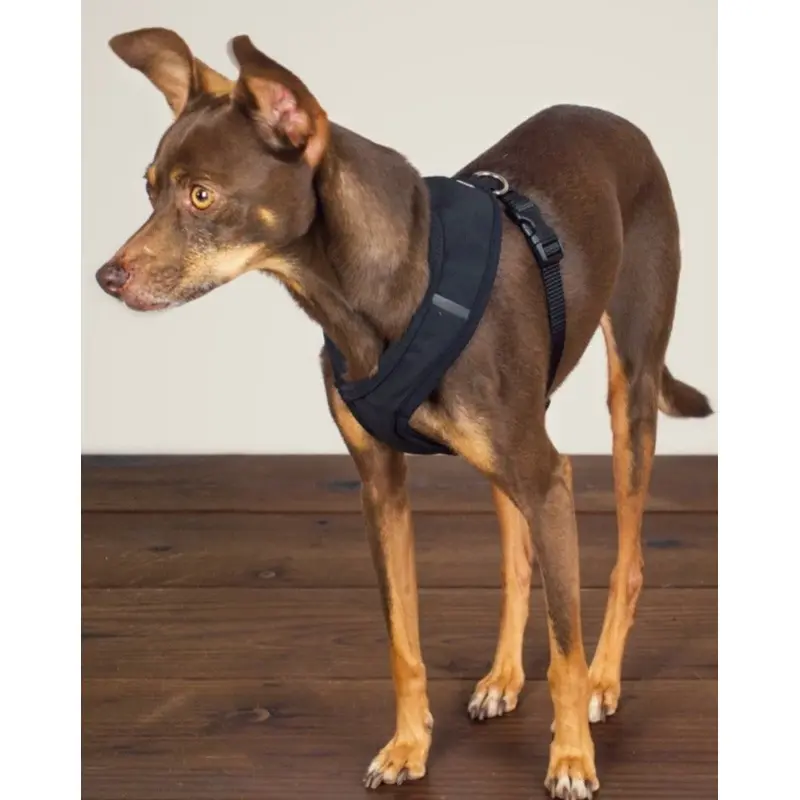 Laguna Dog Harness in Black