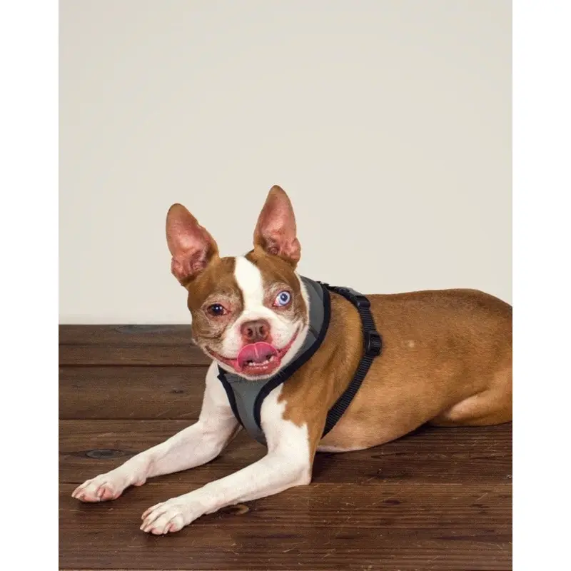 Laguna Dog Harness in Charcoal