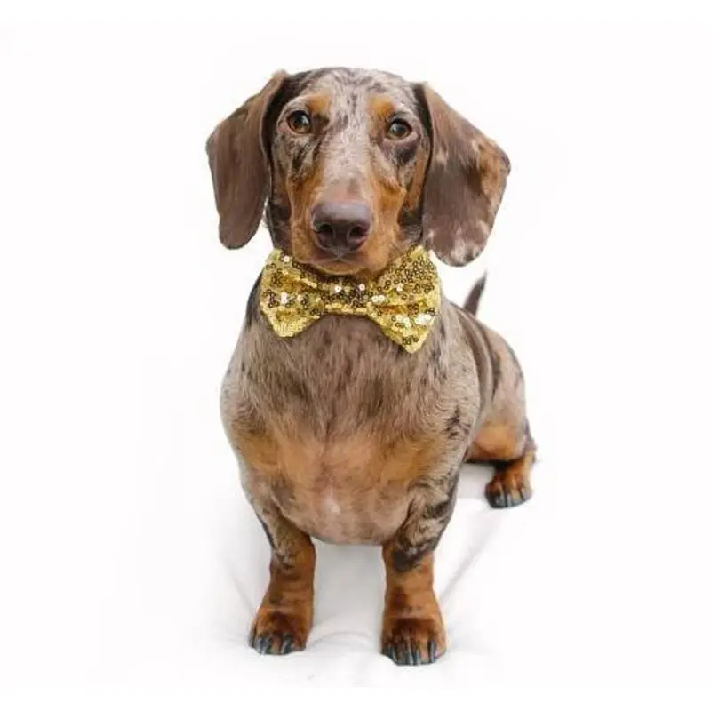 BUSTER'S PARTY SHOP | Gold Sequin Bow Tie