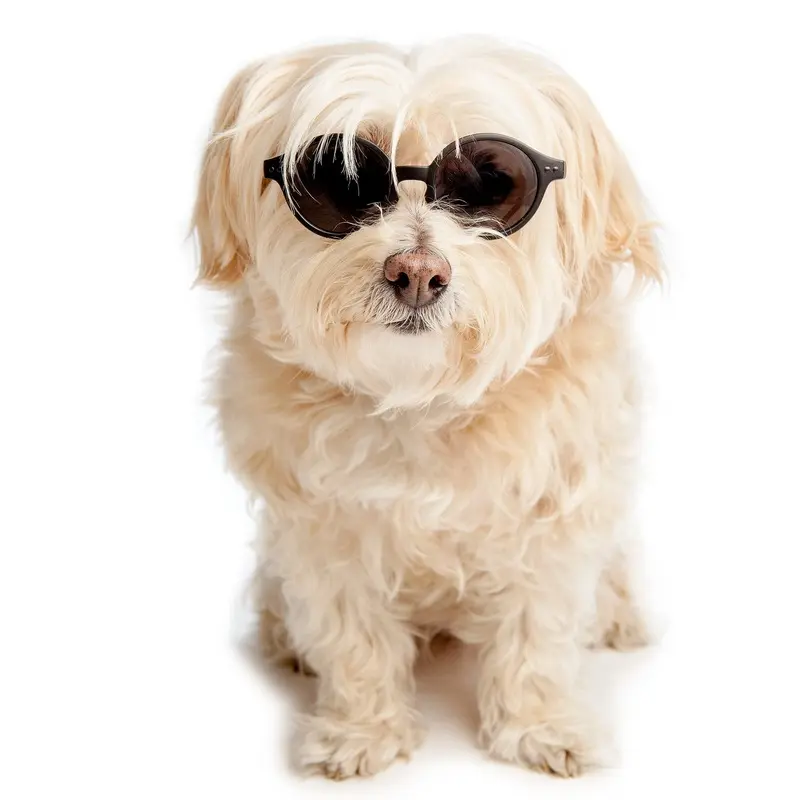 IZIPIZI | Sunglasses in Black