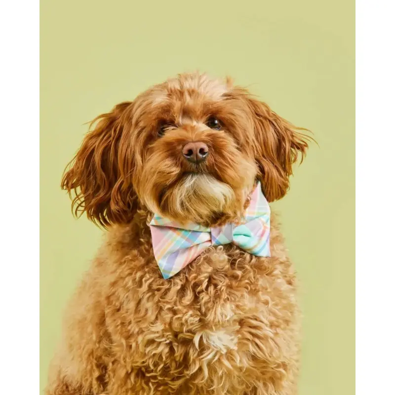 Blooming Plaid Dog Bow Tie (FINAL SALE)