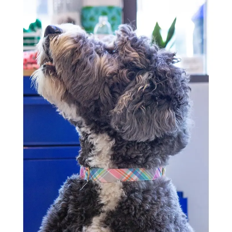 Blooming Plaid Dog Collar (Made in the USA) (FINAL SALE)