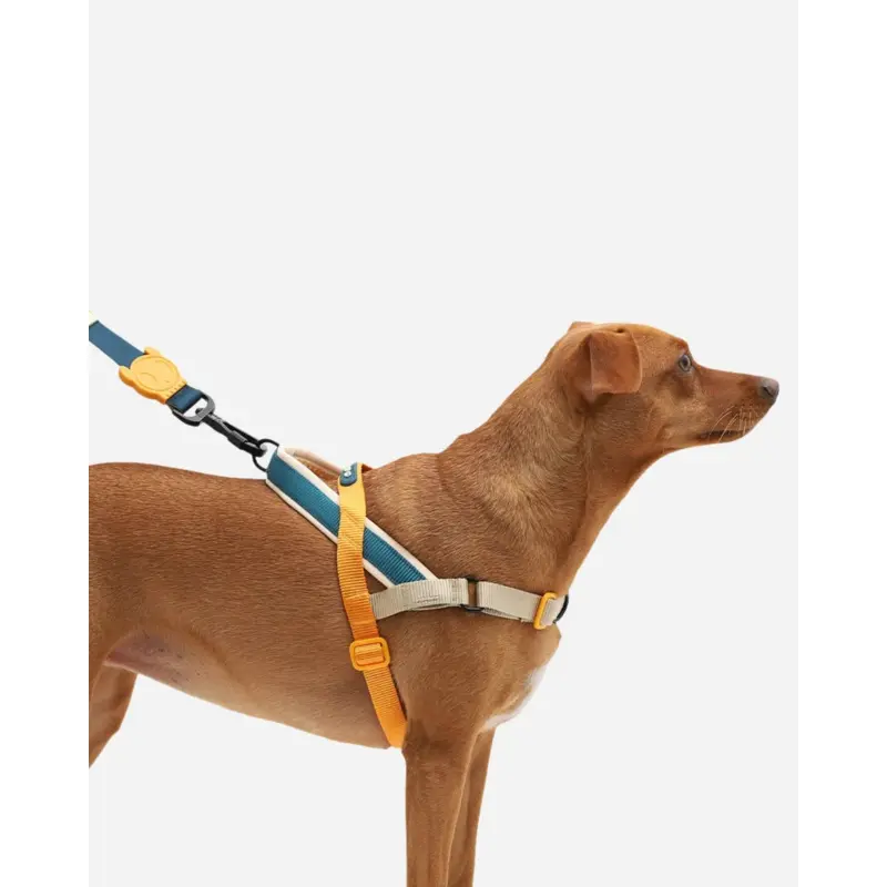 SofterWalk No-Pull Dog Harness in Voyage