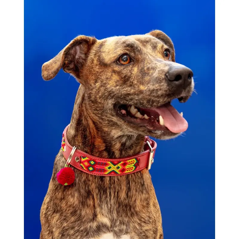 Mexican Boho Inspired Leather Pet Collars