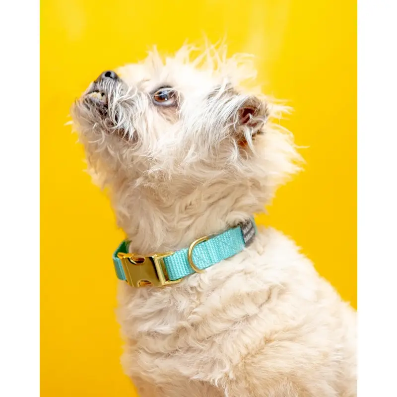 Side-Release Buckle Dog Collar in Aqua (Made in the USA)