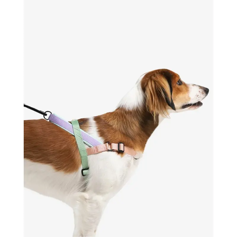 SofterWalk No-Pull Dog Harness in Peach