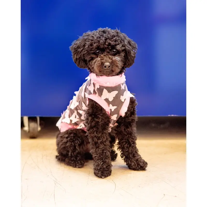 Butterfly Mesh Dog Shirt (Made in the USA) (FINAL SALE)