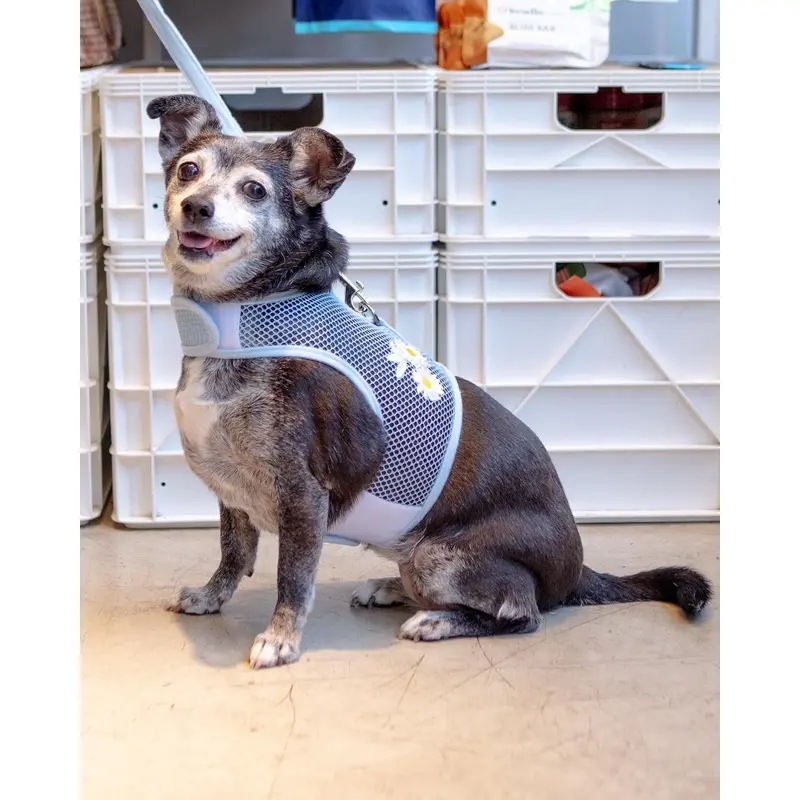 Cool Mesh Dog Harness in Daisy