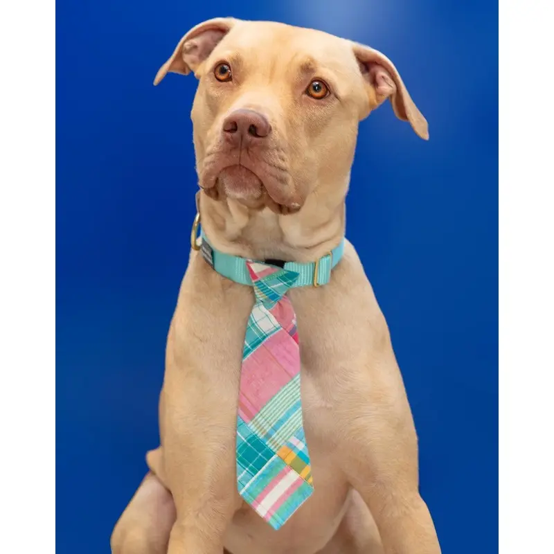 Multi Patch Madras Pet Neck Tie (FINAL SALE)
