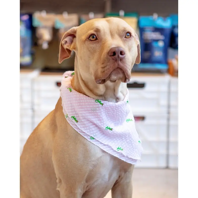 Pink Stripe Seersucker Alligator Dog Bandana (FINAL SALE)