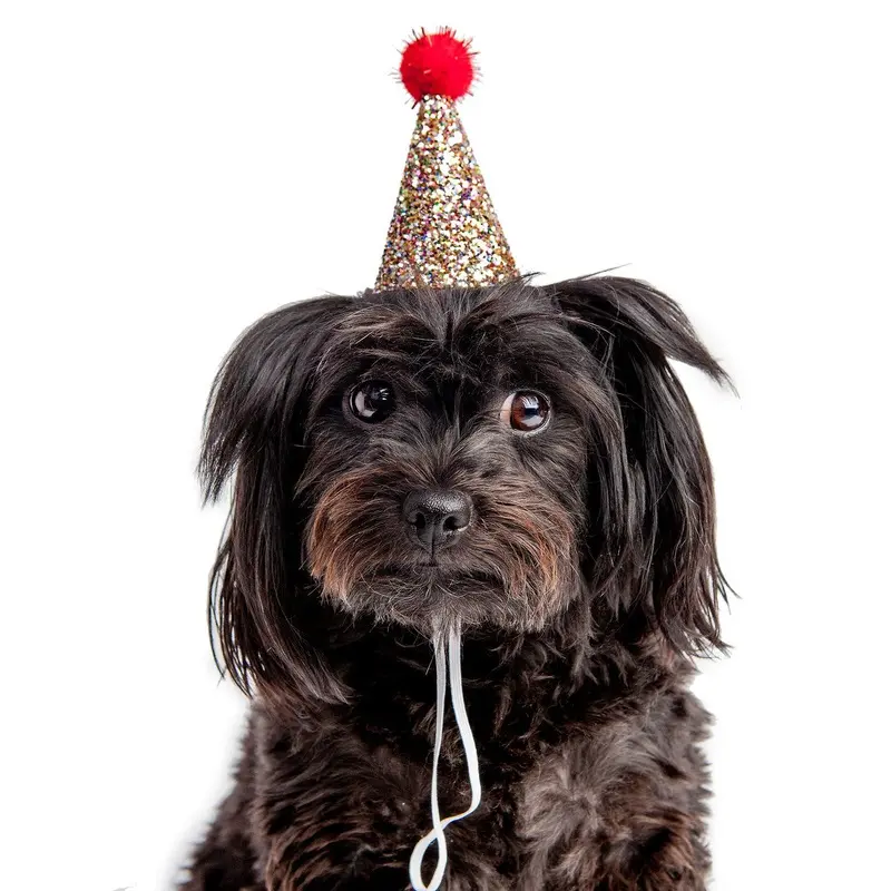 BUSTER'S PARTY SHOP | Confetti Glitter + Red Pom Pom Mini Party Hat
