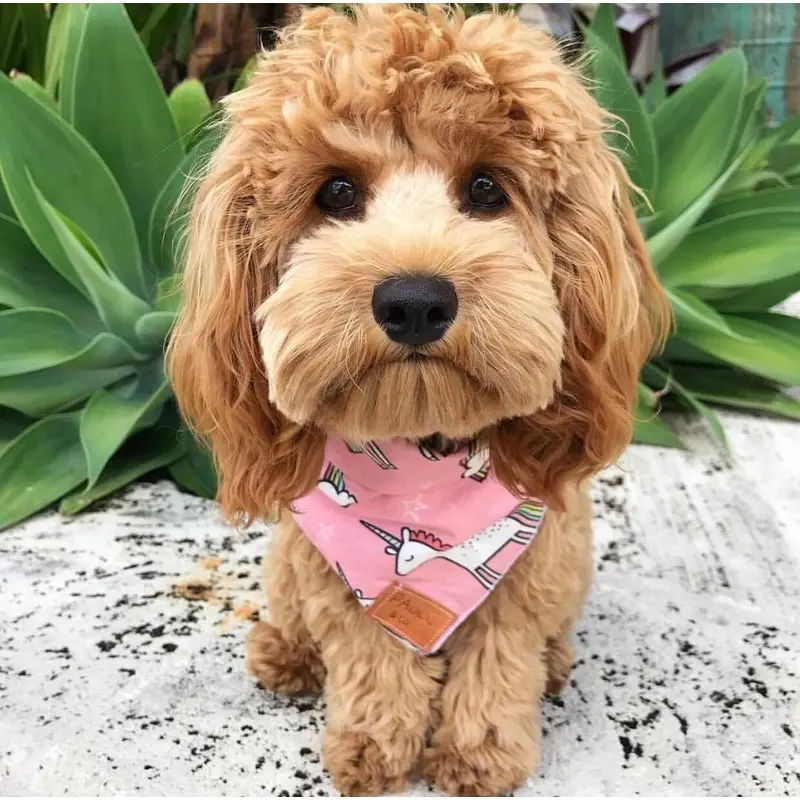 PABLO & CO. | Mystical Unicorn Bandana