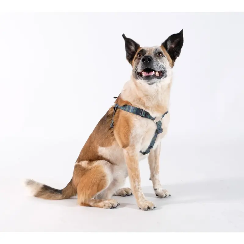 GOLD PAW | Step in Harness in Riverbed
