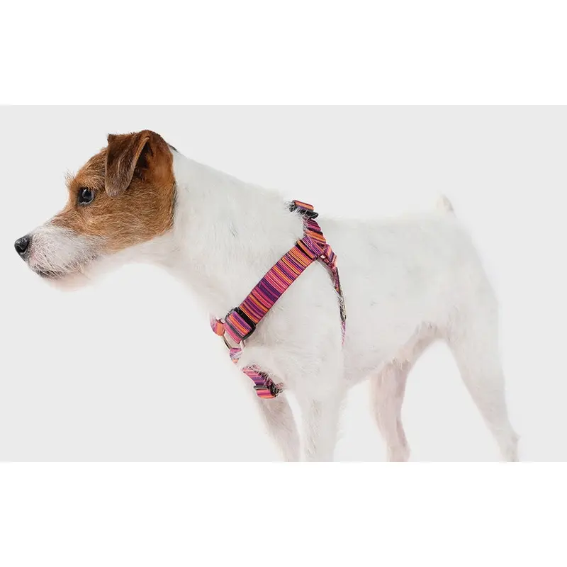 GOLD PAW | Step in Harness in Sunset