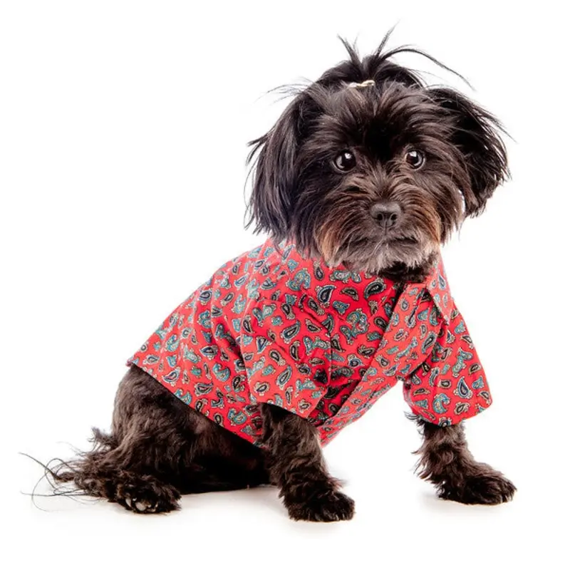 WORTHY DOG | Red Paisley Shirt