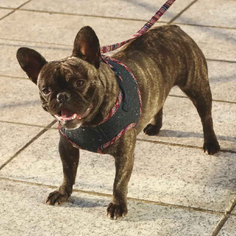 CROCI | Peruvian Leash