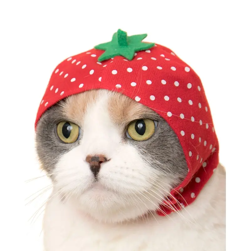 Bear Cap for Cats (Surprise Box)